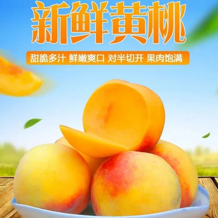 【黑哥助农】黄桃 季节新鲜黄桃现摘生鲜2500克（5斤）包邮 鲜甜鲜嫩