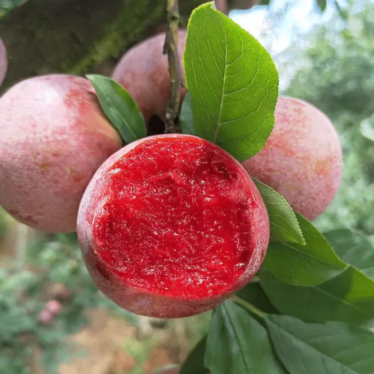【黑哥助农】贵州高山芙蓉酸甜爽脆现摘包邮