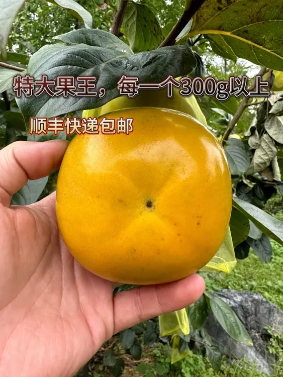 桂林正宗（大秋）太秋甜柿子皮薄肉厚新鲜采摘产地果园美味果王发货