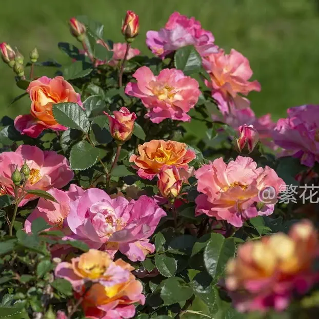 新品 果汁绝代佳人藤本月季耐寒耐热糖果色月季花卉蔷薇多季节