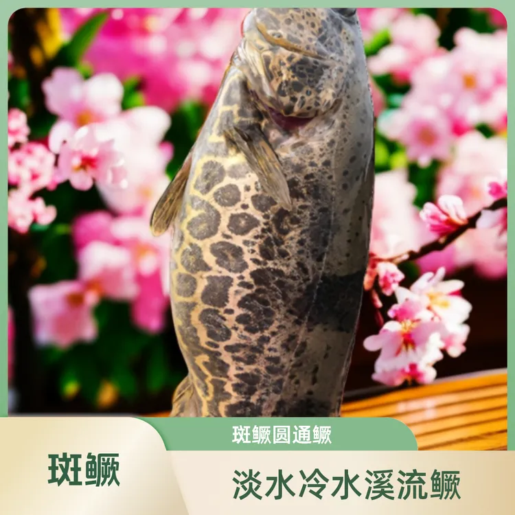 全鳜鱼系列斑鳜暗鳜白头鳜波纹鳜长体鳜凶猛鱼纯野包邮包损到家