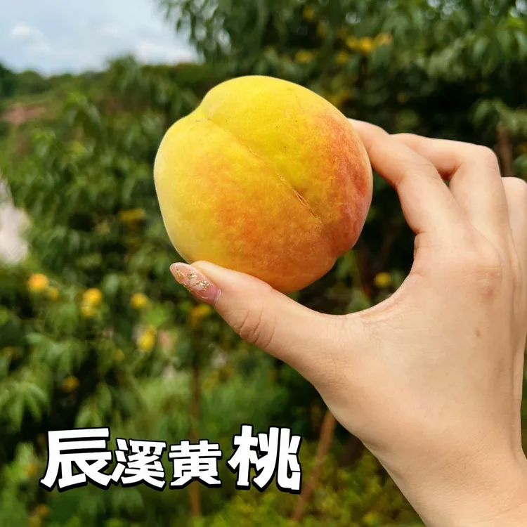 【辰顺沅】辰溪脆黄桃高山香甜现摘精品新鲜黄桃 4.5斤 9斤鲜嫩爽口