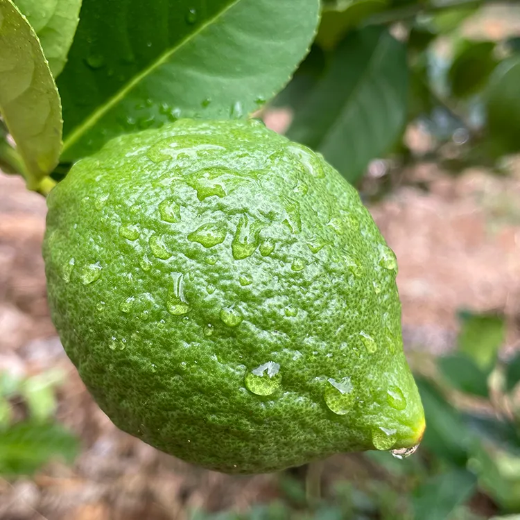 广东香水柠檬精品特一级果奶茶咖啡店西餐厅专用水果新鲜现摘现发