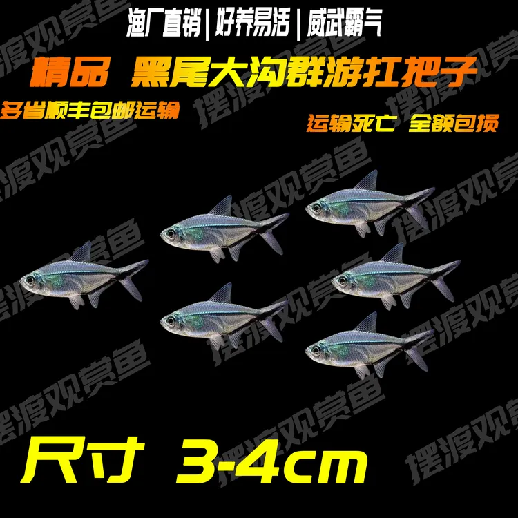 精品群游黑尾大沟灯科鱼观赏鱼小型热带鱼(顺丰包邮)