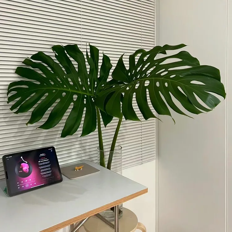 海南基地水培土培种植观叶水养龟背竹水培龟背竹好看高端氛围大型