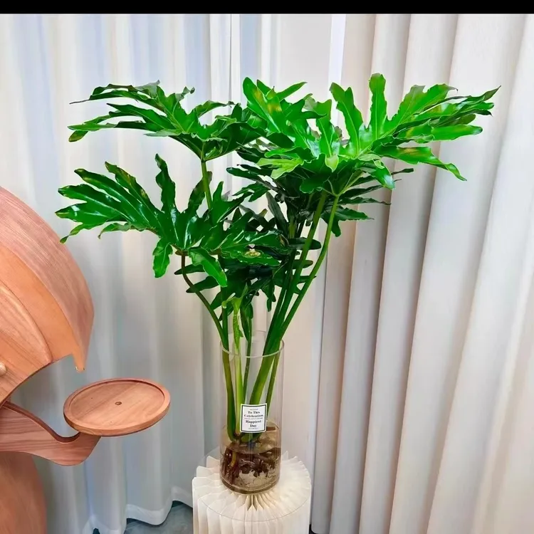 老桩龙鳞春羽盆栽大型绿植室内观叶客厅好养办公室净化空气植物