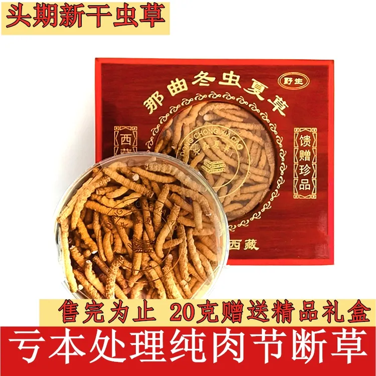 【精选纯肉节】冬虫夏草断草礼盒装 虫草 断草甄选佳品饱满