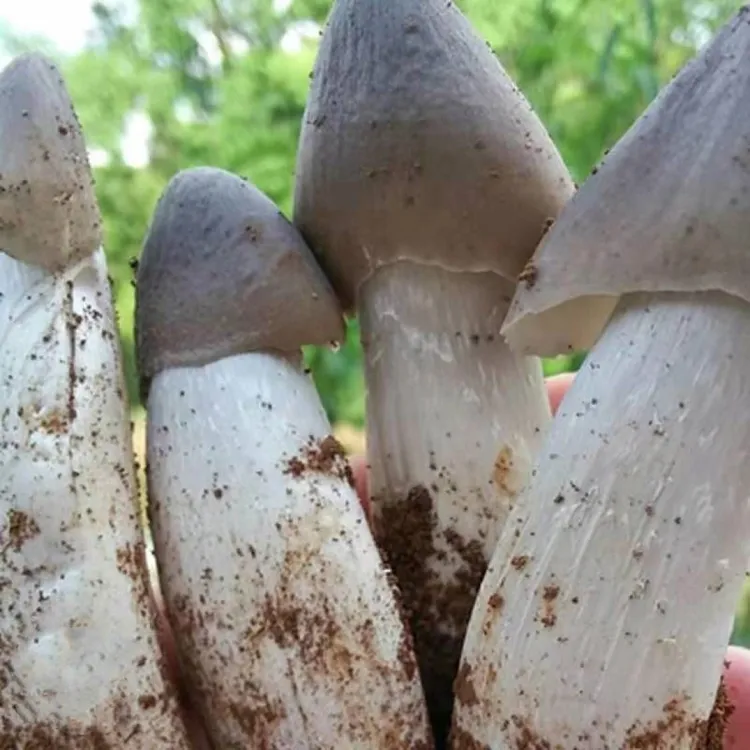 【不出包赔】原母种鸡枞菌种人工栽培新室内鲜蘑菇菌包可室内室