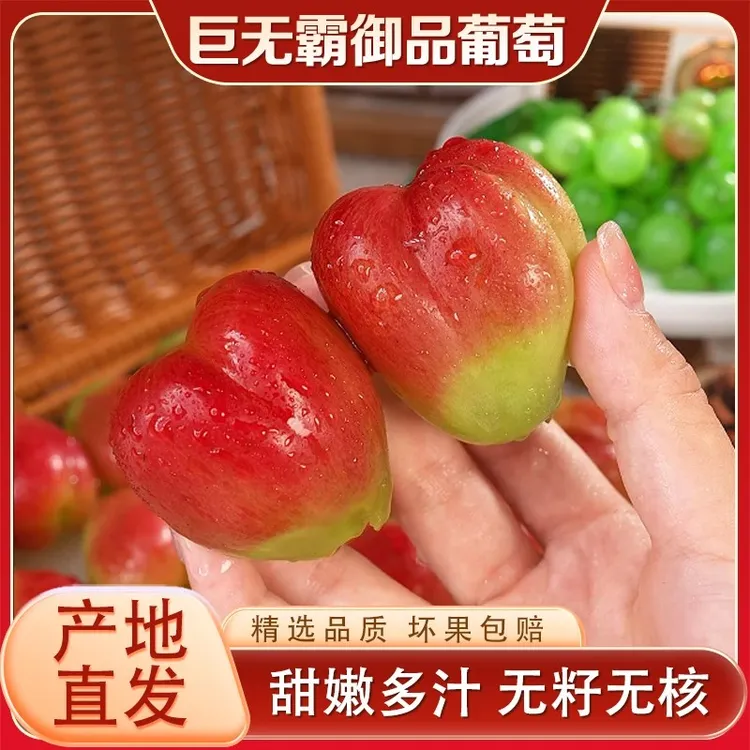 【巨无霸】云南大颗粒新型御品葡萄香甜无核新鲜现摘直发云南土豆