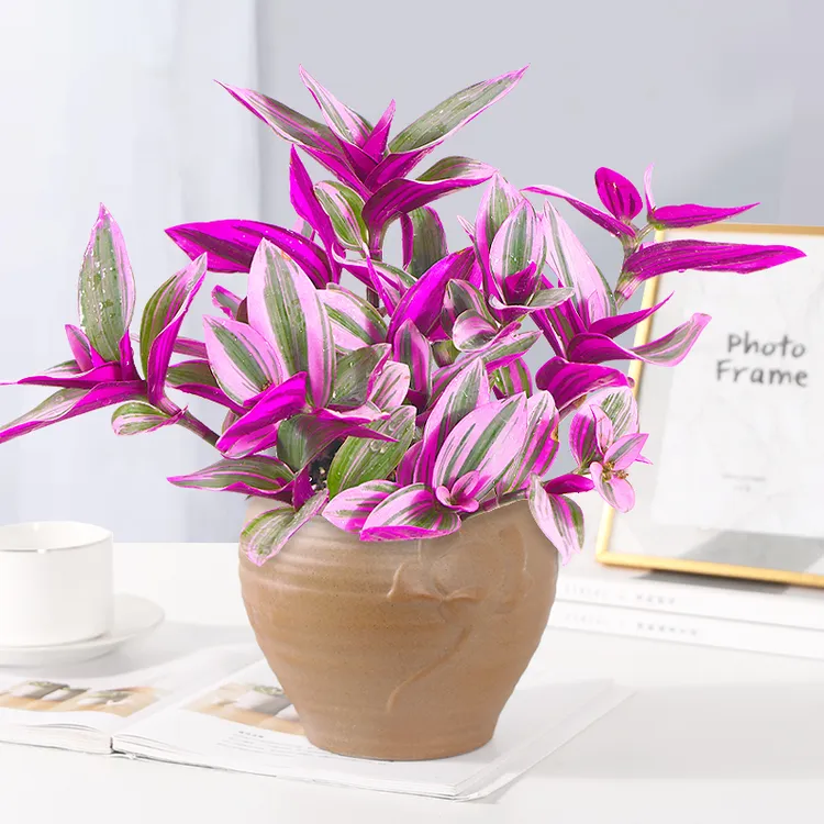 油画婚礼吊兰单颗苗单颗苗修剪扦插养护爆盆