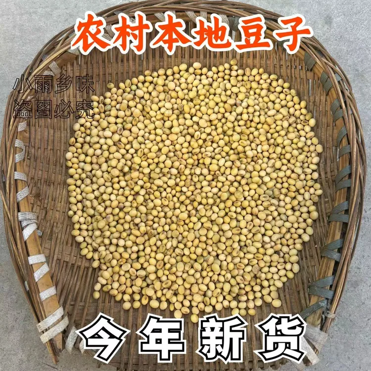贵州遵义农村小黄豆本地豆子露天种植老品种磨豆浆做豆腐