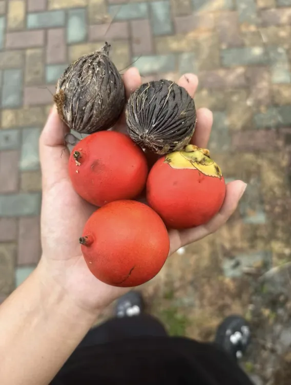 千丝菩提果子狐尾椰果子热带雨林果子自然比其他地方的大带壳盘