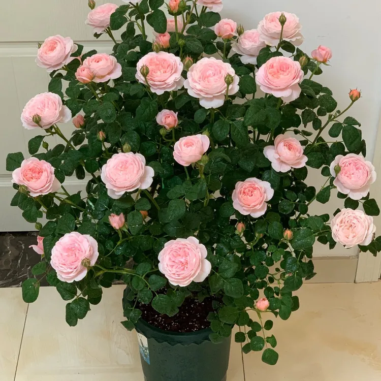 瑞典女王中苗 多季开花灌木浓香切花月季庭院阳台花卉盆栽玫瑰