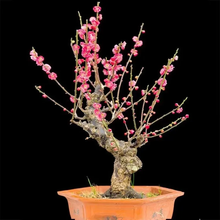 梅花盆栽老桩浓香型骨里红梅花庭院原生梅室内花卉V盆景腊梅花树