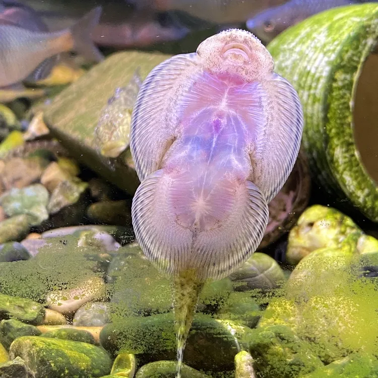 贵州爬岩鳅小提琴吸鳅琵琶鱼冷水观赏鱼淡水混养菩萨鱼