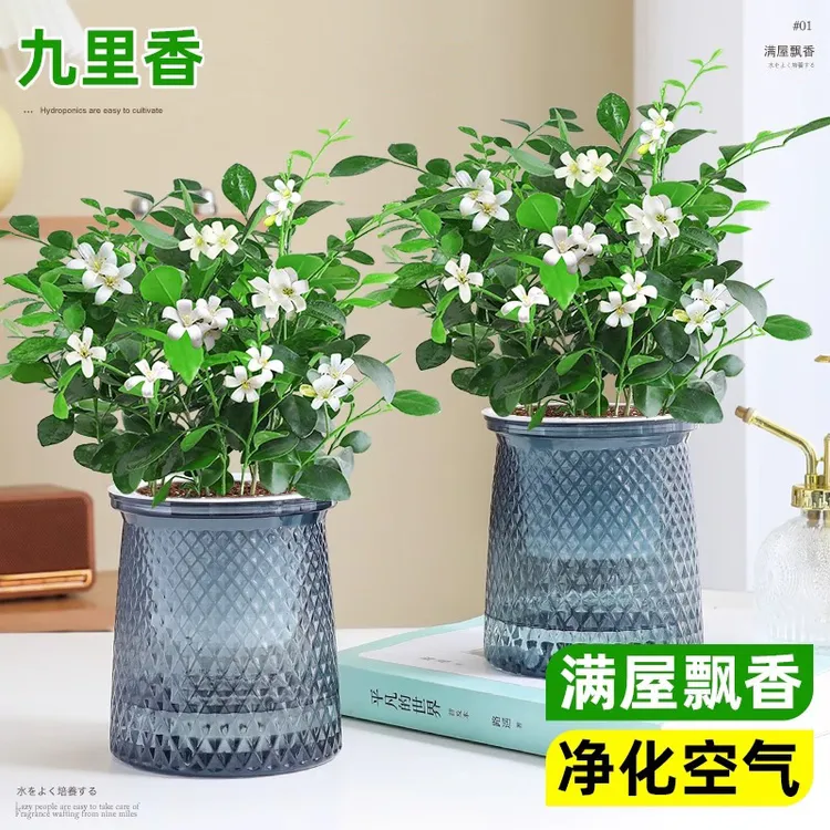 水培九里香盆栽浓香型室内绿植盆栽净化空气客厅懒人绿植盆栽室内