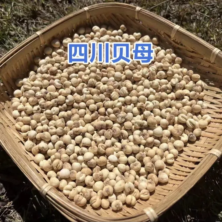 【川蜀山农】现收四川 高山 贝母 本色小粒 搭配百合煮水蒸雪梨炖汤