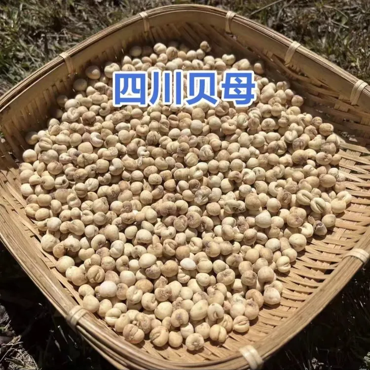 【川蜀山农】现收四川 高山 贝母 本色小粒 搭配百合煮水蒸雪梨炖汤