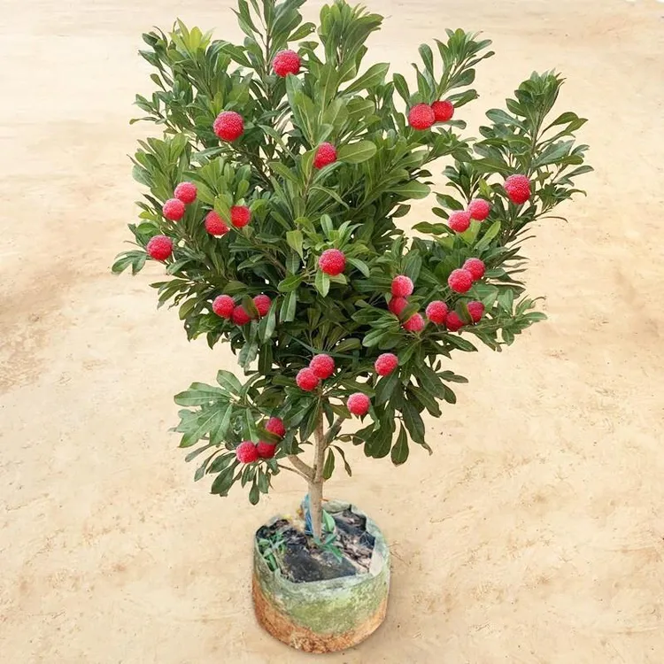 正宗嫁接东魁杨梅树树苗杨梅苗南北方种植地栽果树苗当年结果特大