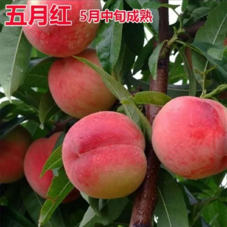 五月红桃树苗嫁接特早熟桃子苗离核红肉血桃浓甜盆栽地栽当年结果