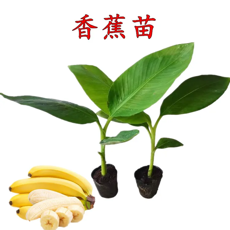 果树苗香蕉苗威廉斯B6蕉新品种红香蕉粉蕉皇帝蕉树苗带土当年结果