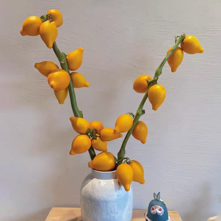 【拍一发二】福建黄金果乳茄五代果家居装饰花期超长鲜切花材年宵花