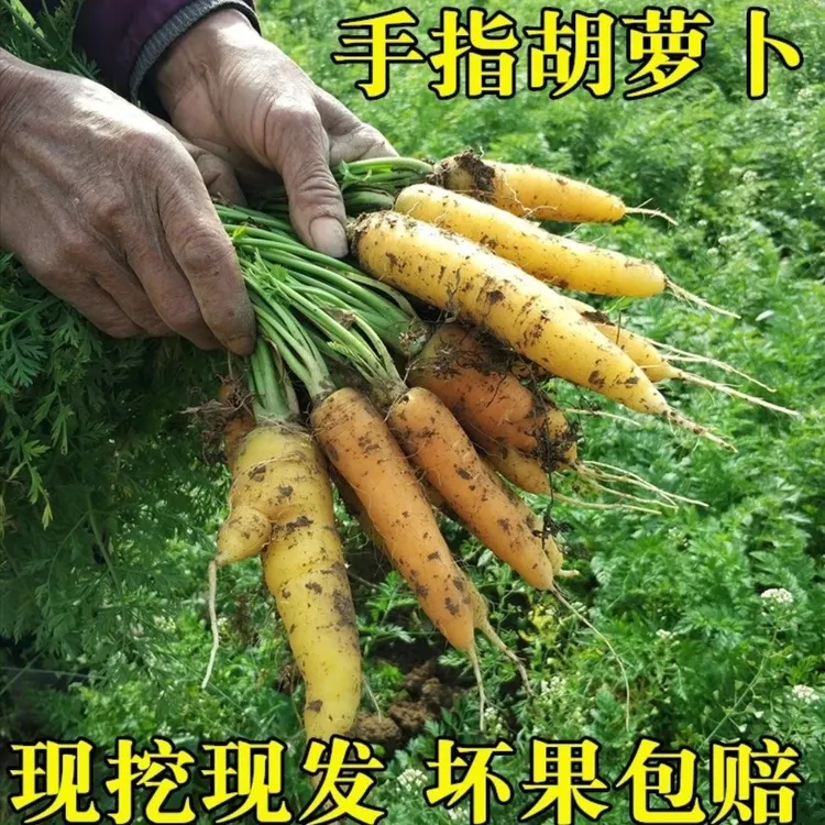 胡萝卜新鲜湖北天门特产红黄胡萝卜老品种手指小黄胡萝卜黄胡萝卜