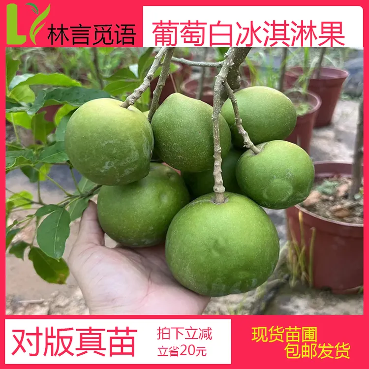 葡萄白冰淇淋果嫁接苗丰产自花授粉品种大星焦核品种