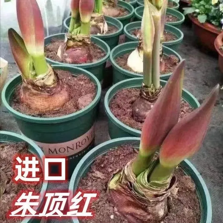 【四季开花】重瓣进口朱顶红盆栽花卉植物客厅绿植花卉大全好养活香