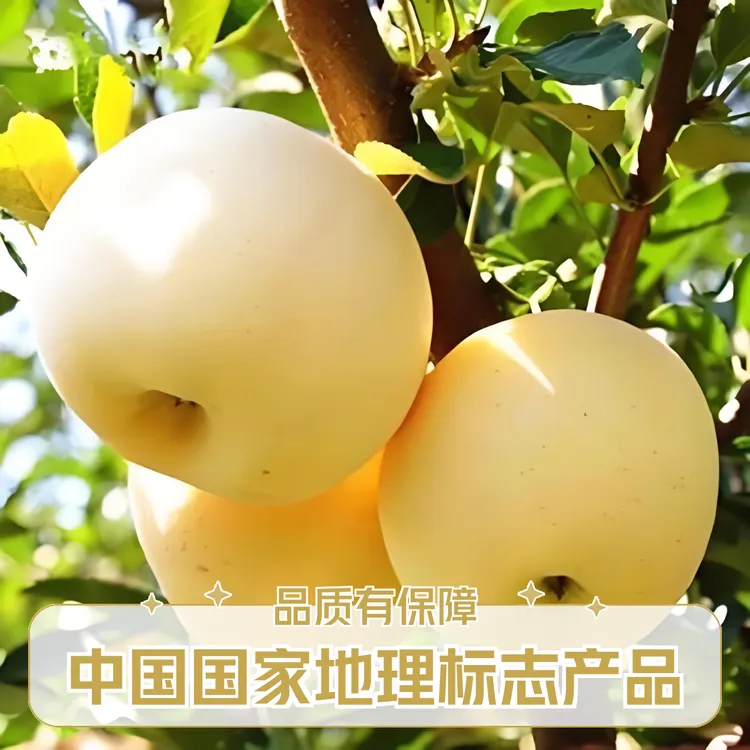 中国国家地理标志产品 甘肃庆阳黄元帅苹果（黄香蕉）