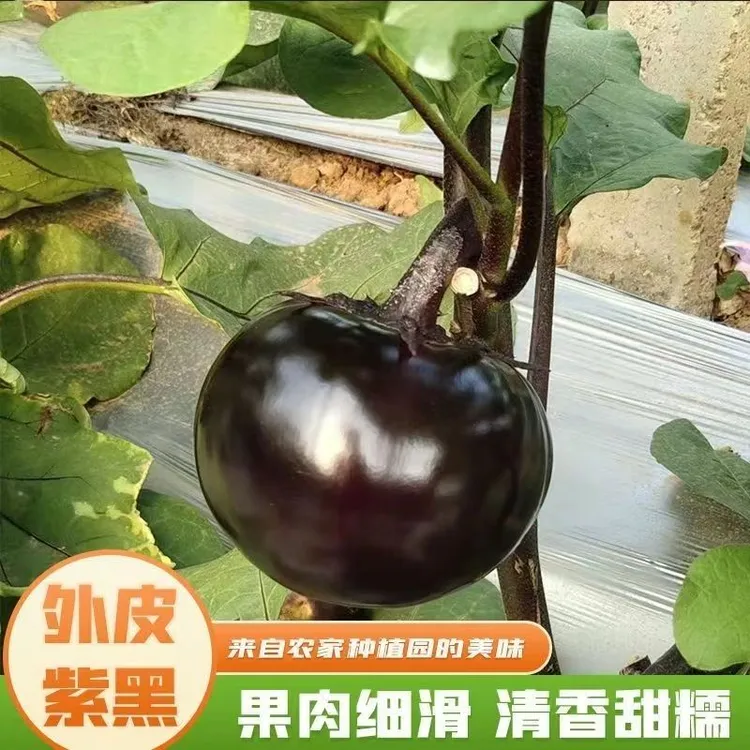 山东新鲜圆茄子紫黑圆茄新鲜现摘现发产地直销新鲜原产地直发批发