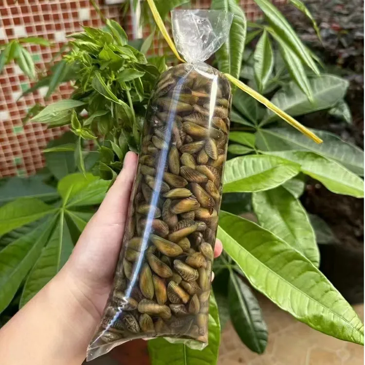 应季生鲜海瓜子鲜活潮汕薄壳送金不换下饭菜下酒菜新鲜精选顺丰