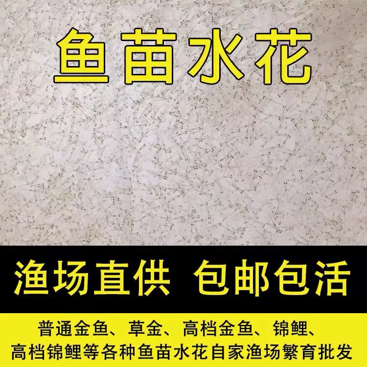 精品血统锦鲤水花【无开箱视频不售后】幼苗缸养池养冷水鱼观赏鱼