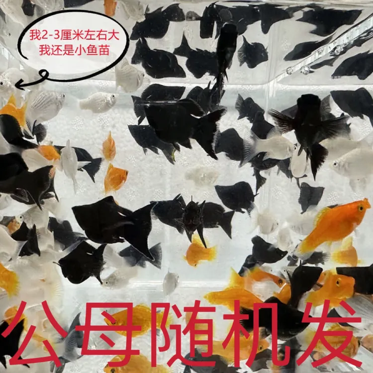 三色玛丽皮球鱼小型观赏鱼热带鱼渔场直发活体发货养鱼胎生小鱼