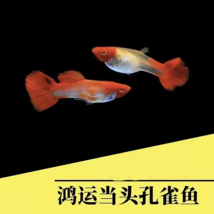 鸿运当头孔雀鱼2-3cm （运输损耗补差价 不补发）