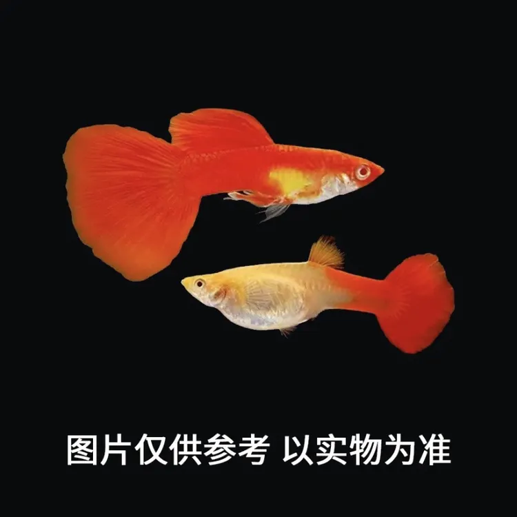 全红孔雀鱼2-3cm  （运输损耗补差价 不补发）