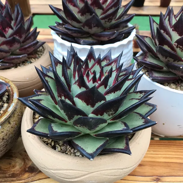 乌木黑檀汁 云南露养精品东云多肉植物 阳台庭院四季好趣味美观