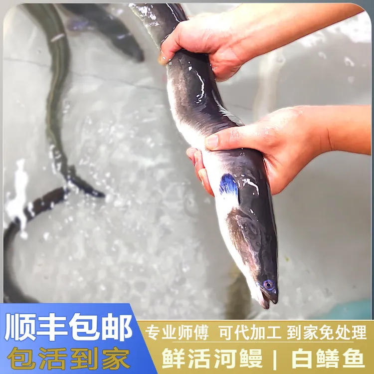 鲜活现杀鳗鱼新鲜白鳝水产品潮汕乌耳鳗淡水鳗鲡宴会必备商用顺丰