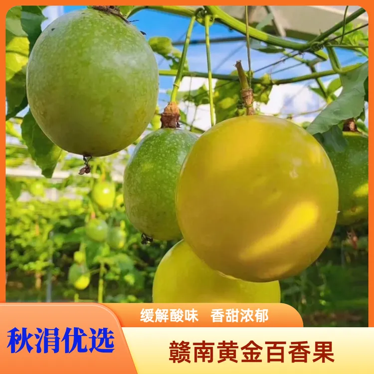 【精品果】钦蜜9号黄金百香果新鲜应季水果香甜浓郁
