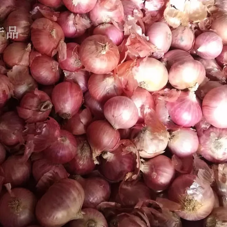 东北小园小毛葱上市【2.5KG+-2两装】【大小混装】