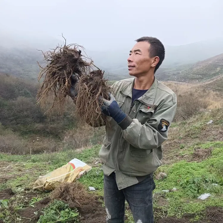 当归！种植当归干货无硫！自然晾晒250克起