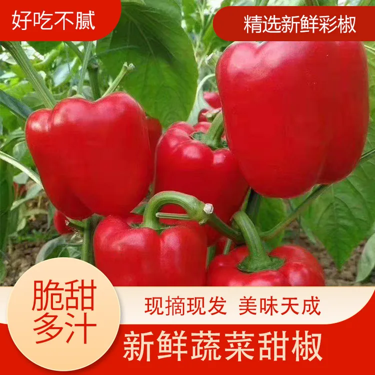 【现摘】山东农家自种五彩椒红彩椒七彩椒红灯笼椒圆椒柿子椒3斤装