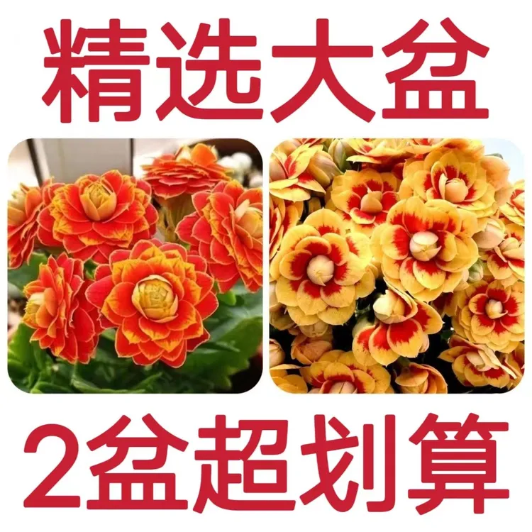 促销稀有长寿花金狐狸盆栽大花重瓣四季开花带花苞室内外花卉直销