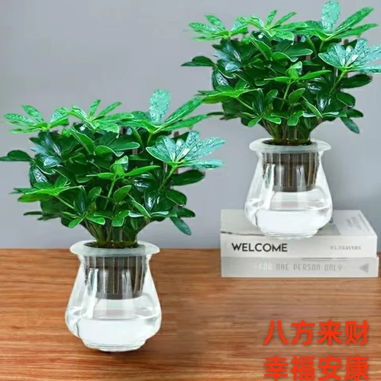 八方来财鸭脚木四季常青室内绿植盆栽花卉发财树苗招财树客厅水培