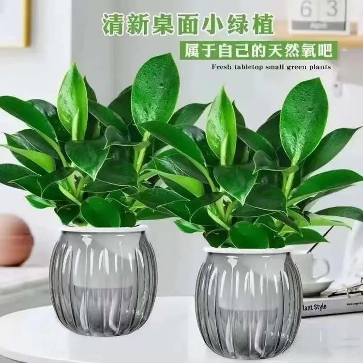 吸甲醛大叶金钻盆栽室内好养水培土培植物办公室客厅四季常青绿植