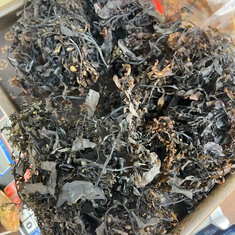 【汕尾海连炮】纯天然岩石生长海藻水产干货