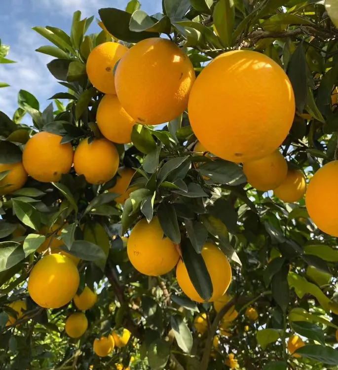 现摘早赣南脐橙正宗江西寻乌果园直发香甜应季水果橙子香水柠檬树