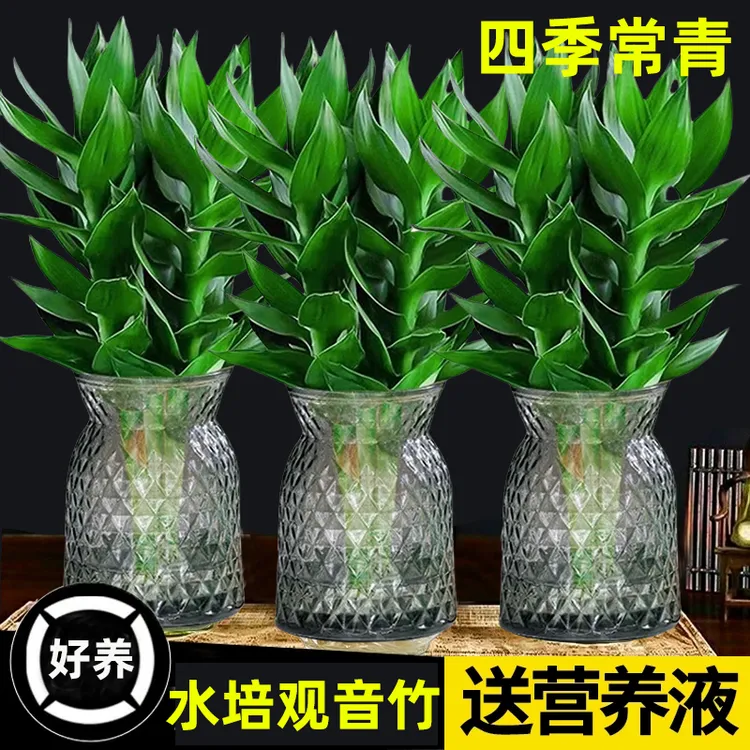 【花伴水】拍一发二水培富贵竹观音竹办公室美观树脂盆易活