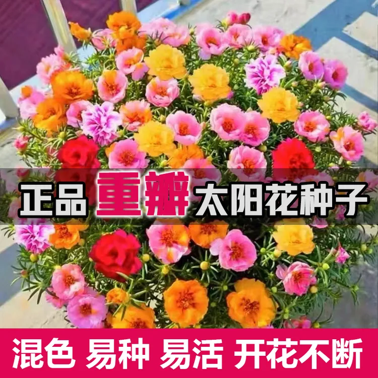 【60000粒太阳花种子】混色重瓣太阳花易活易种阳台庭院播种