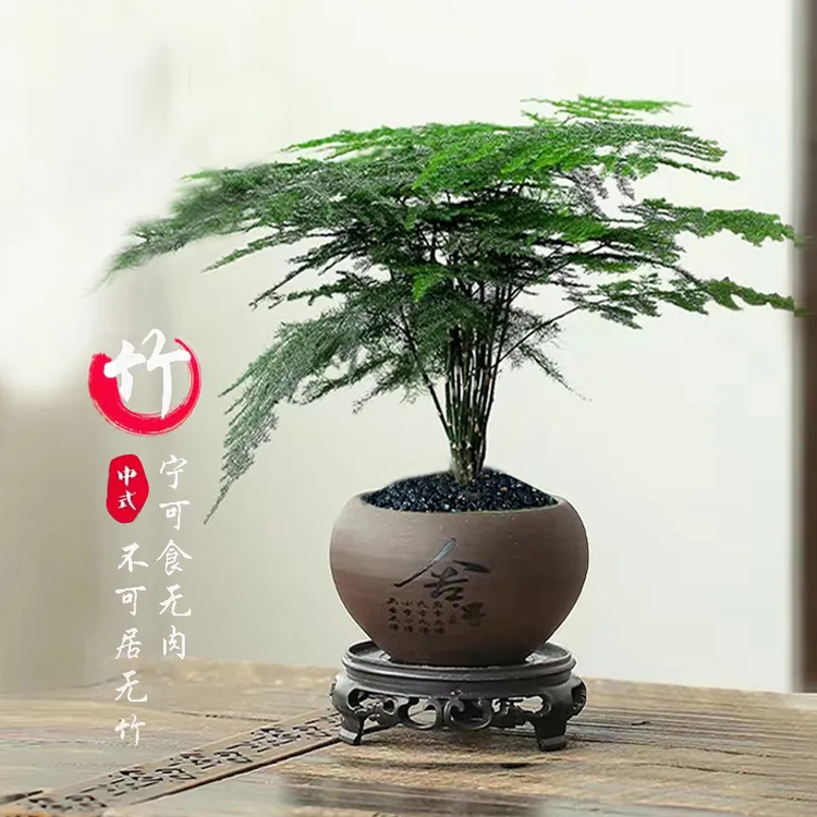 【花伴水】文竹盆栽植物室内客厅中式禅意微盆景办公桌面创意绿植